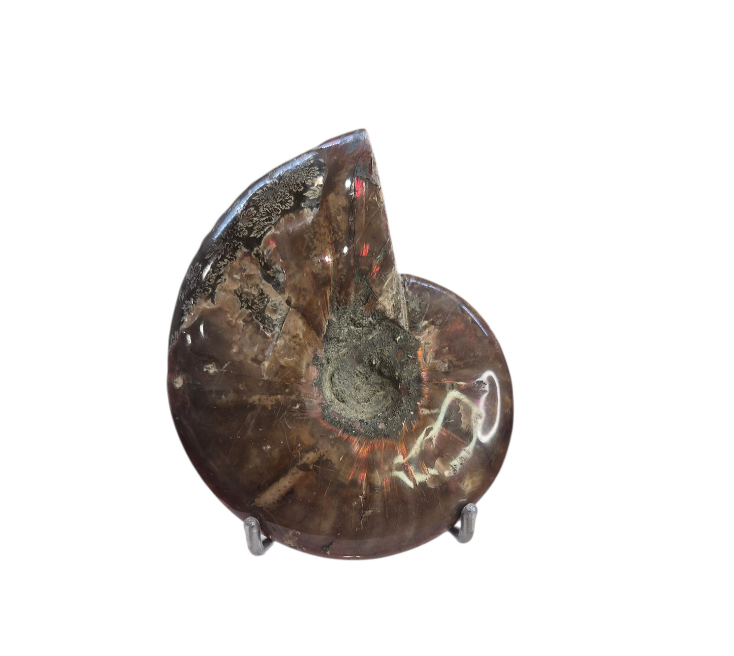 Ammonite Piece #A 372