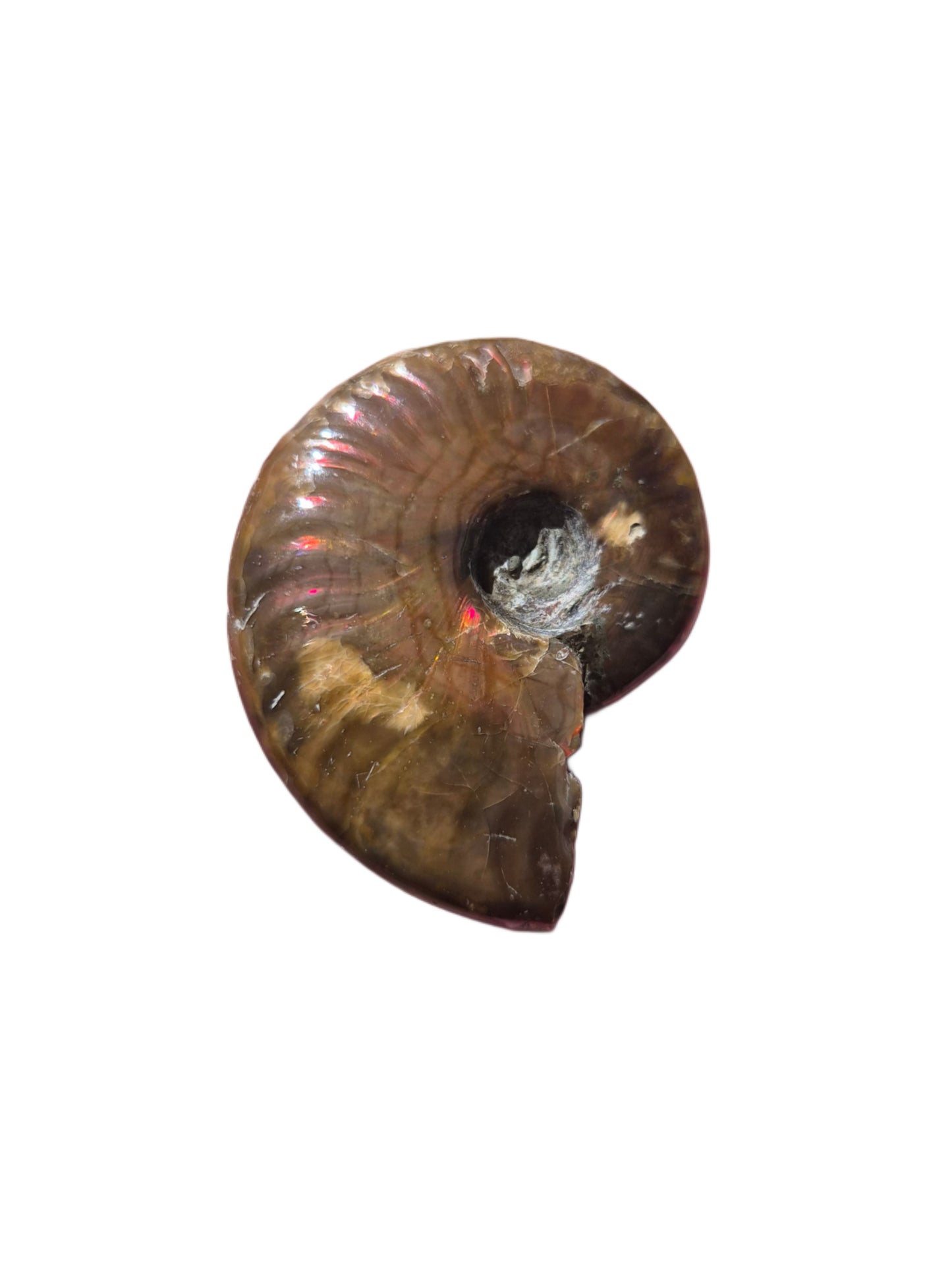 Ammonite Piece #G 15