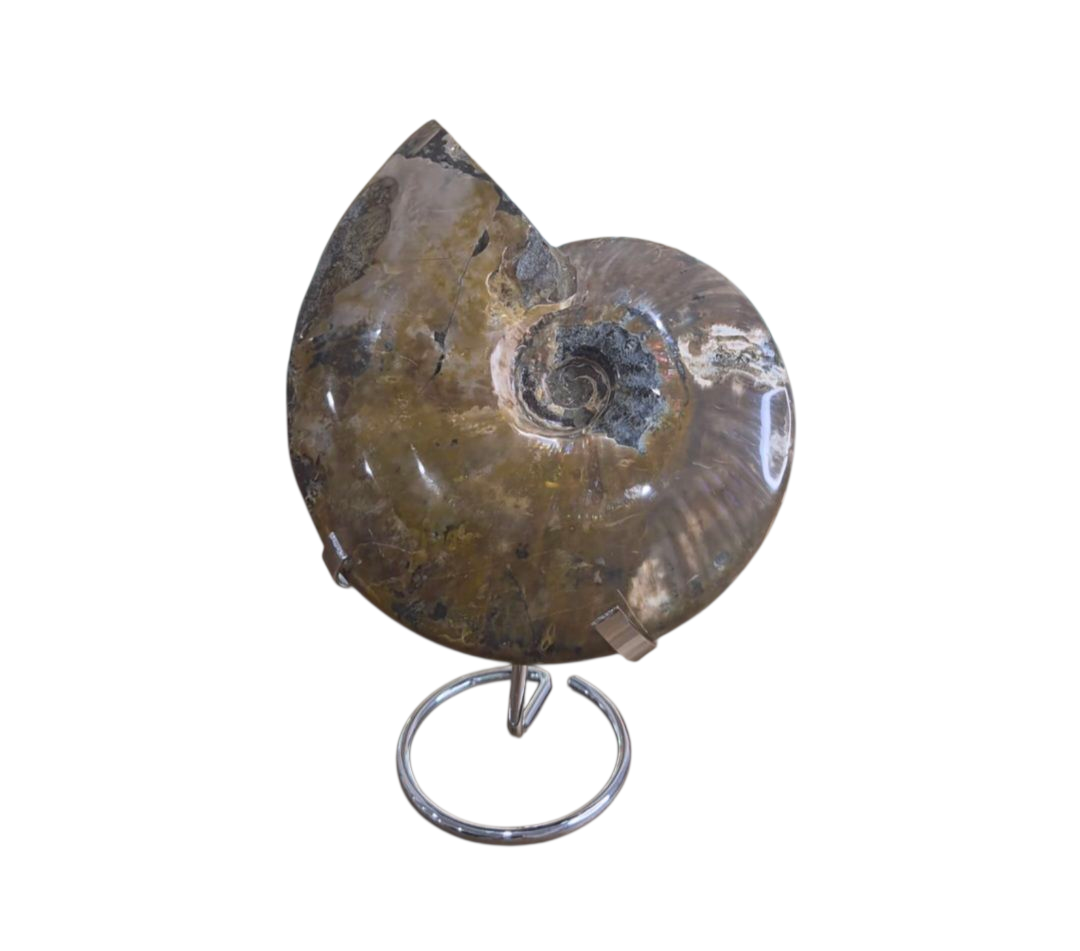 Ammonite Fossil (Lg)