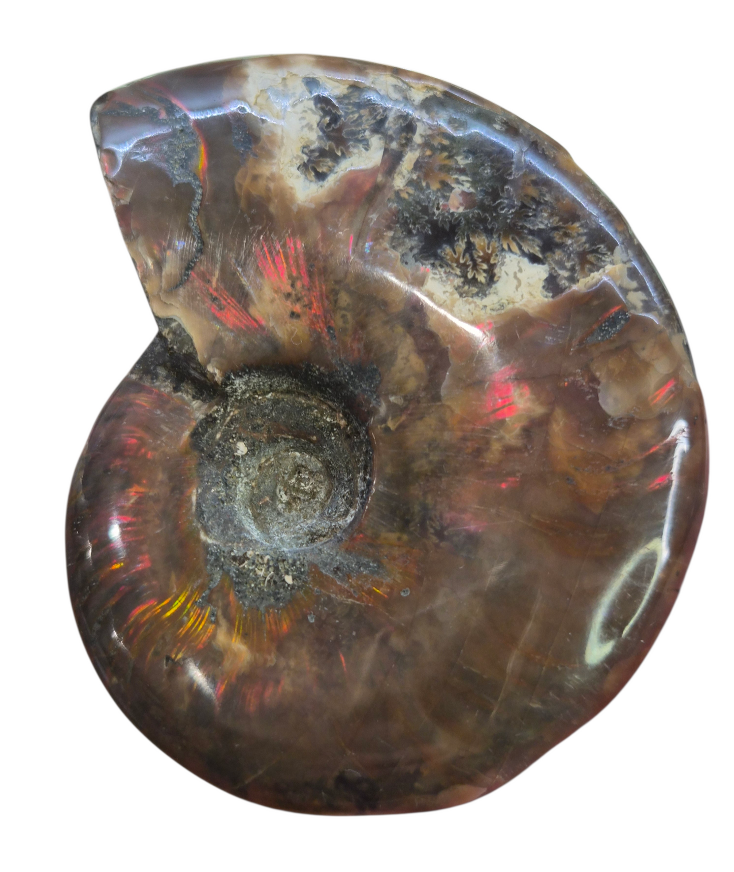 Ammonite Piece #C 168