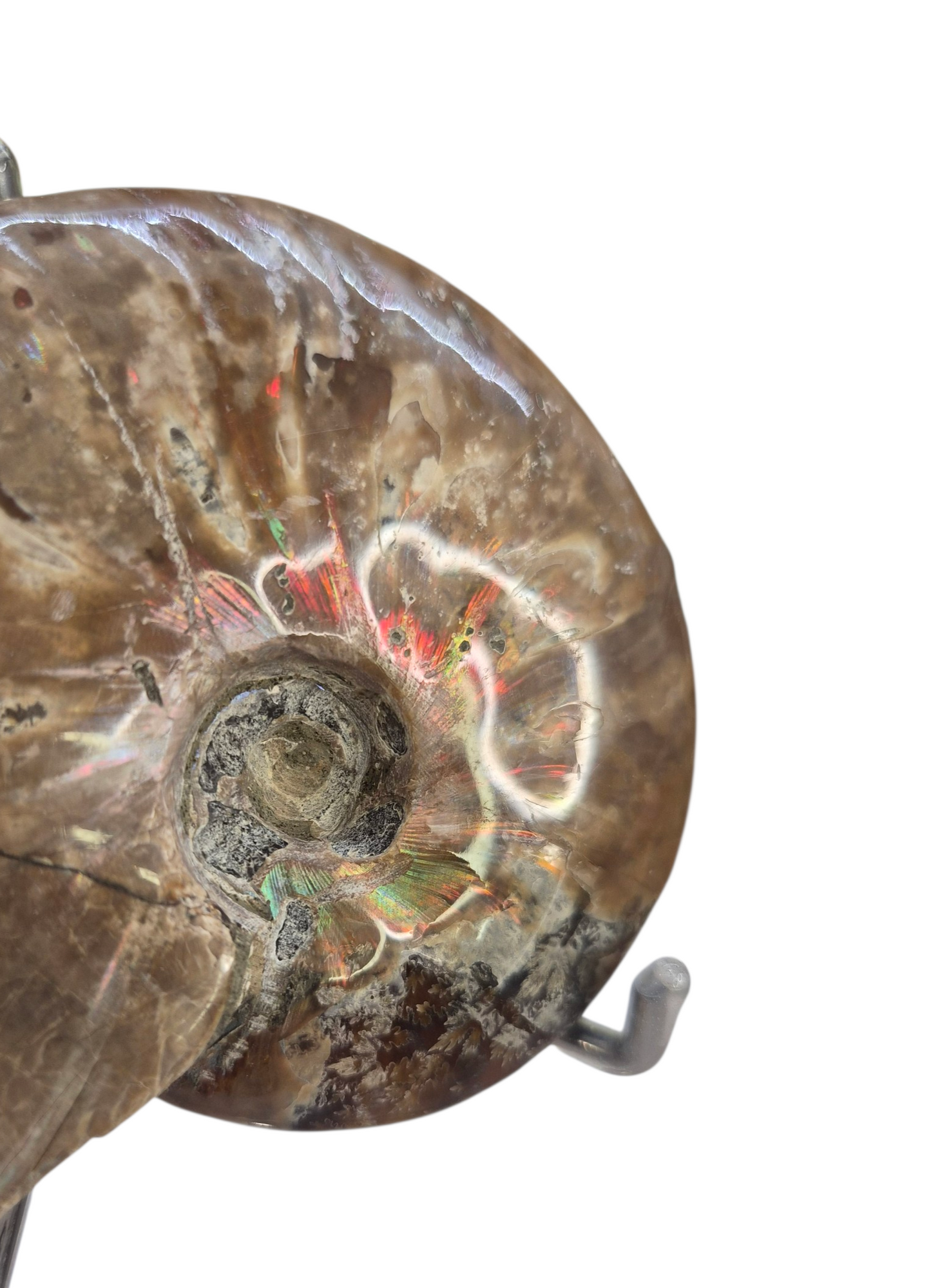 Ammonite Piece #B 240
