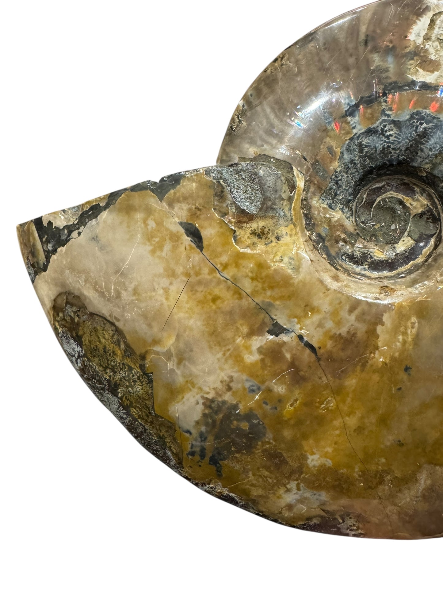 Ammonite Fossil (Lg)