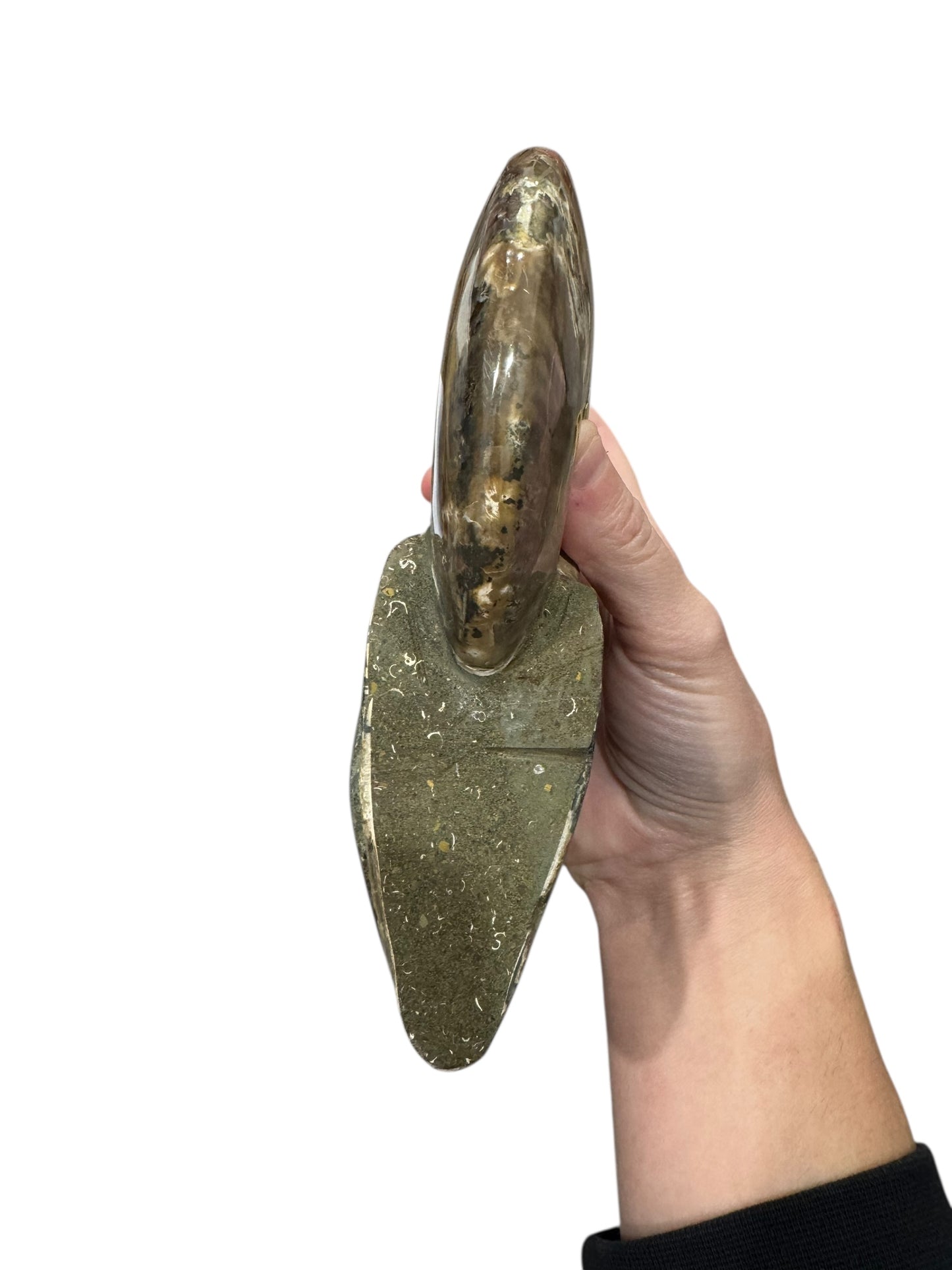 Ammonite Fossil (Lg)