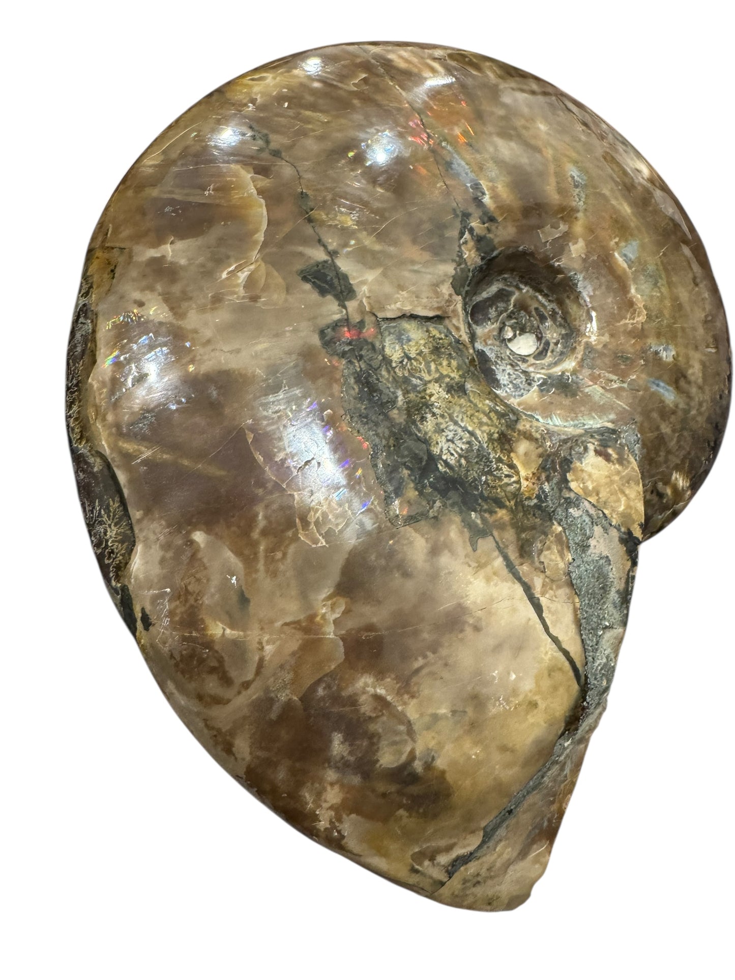 Ammonite Fossil (Lg)