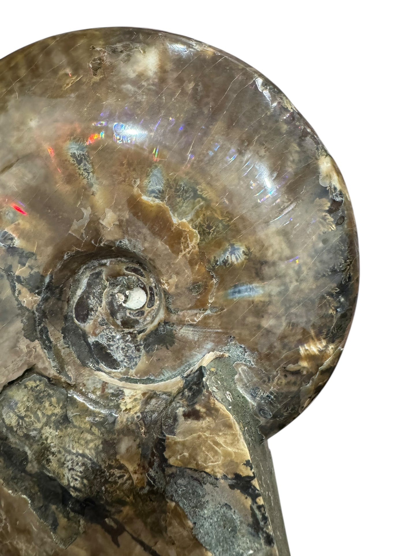Ammonite Fossil (Lg)