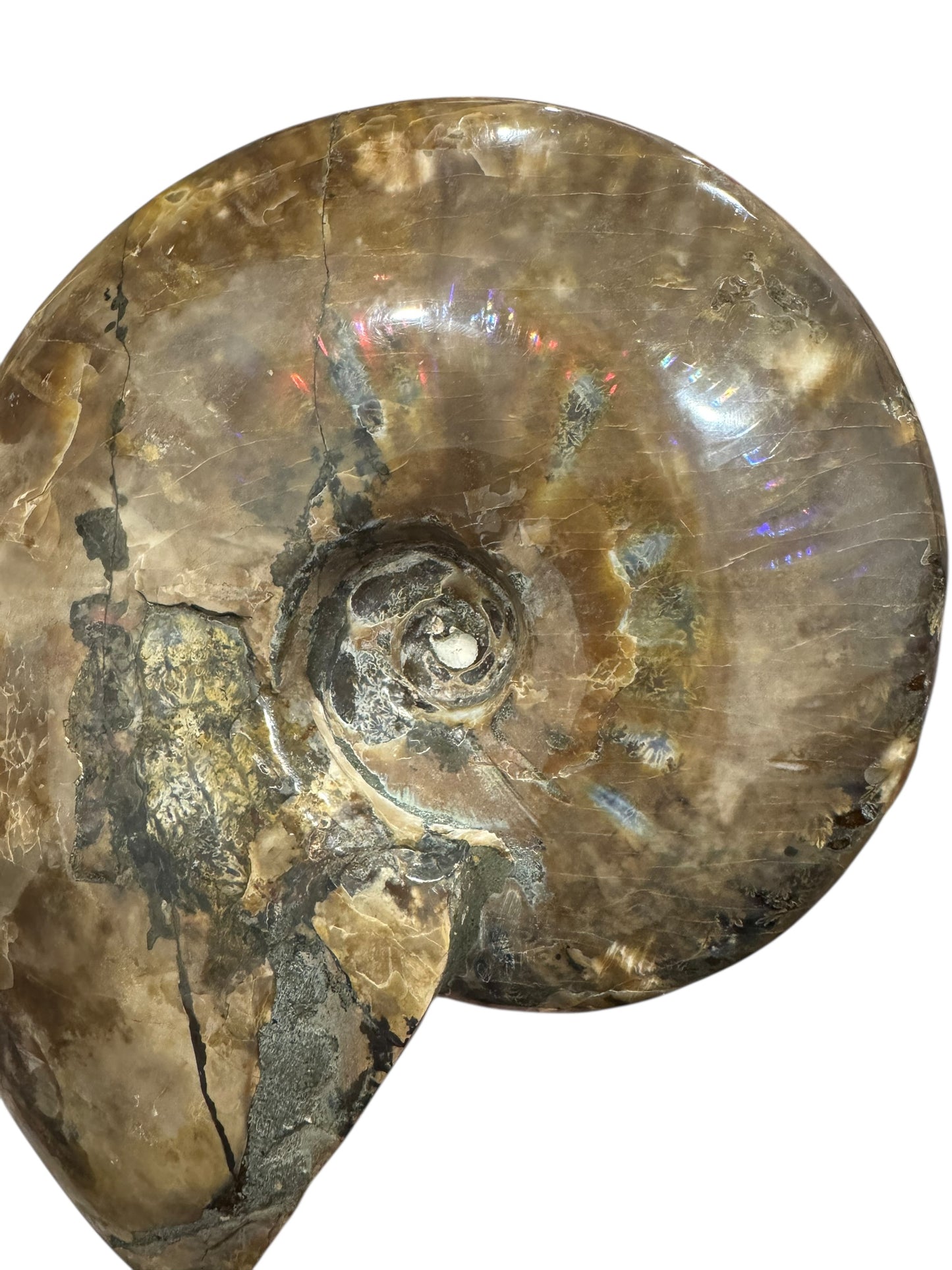 Ammonite Fossil (Lg)