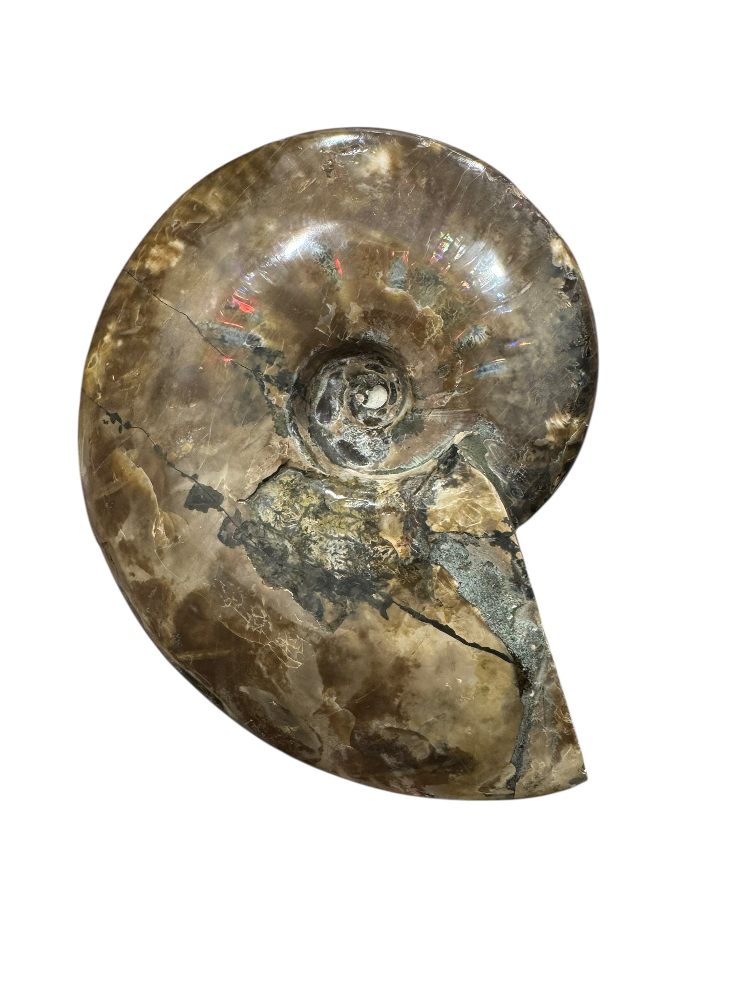 Ammonite Fossil (Lg)