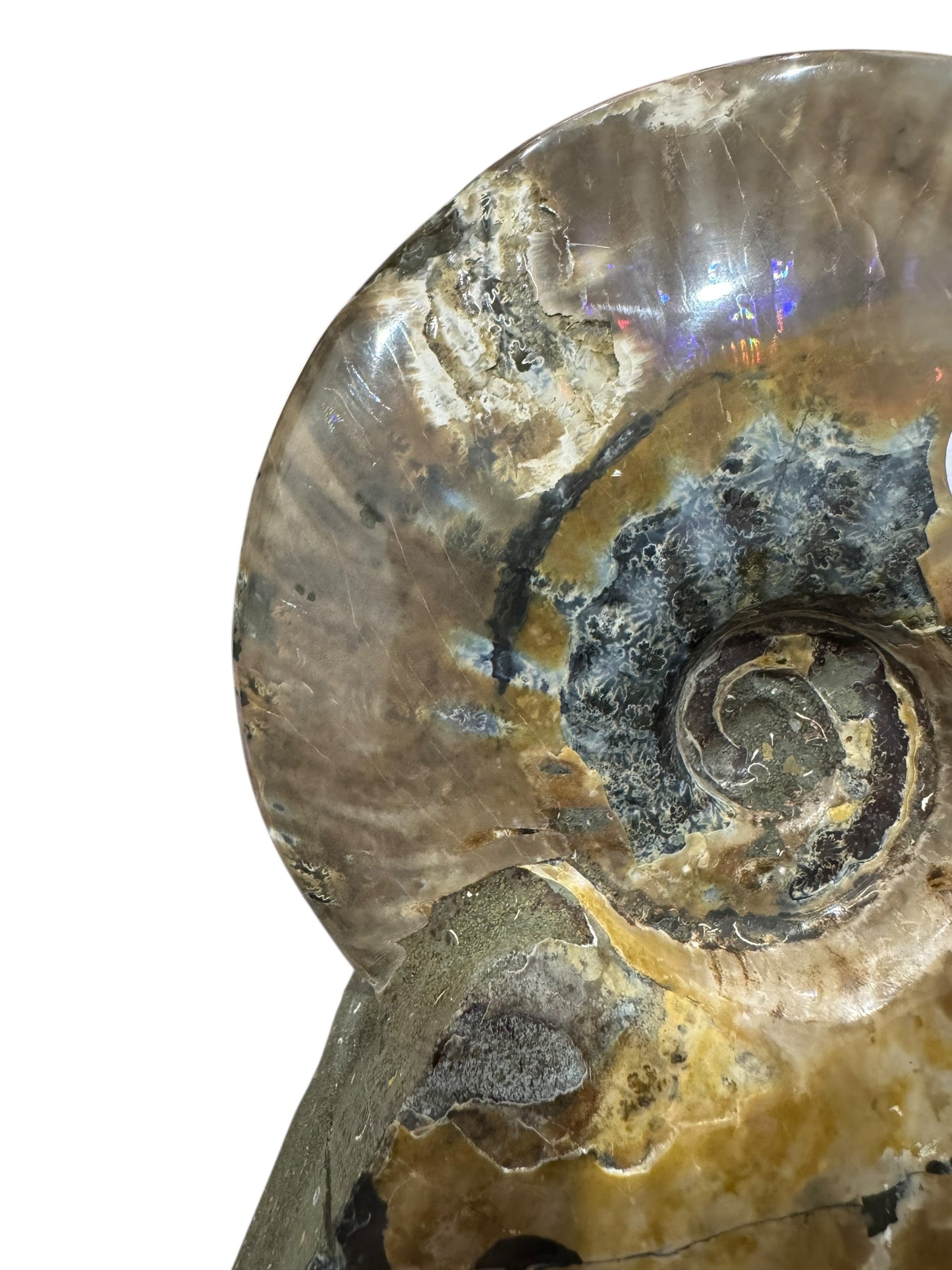 Ammonite Fossil (Lg)