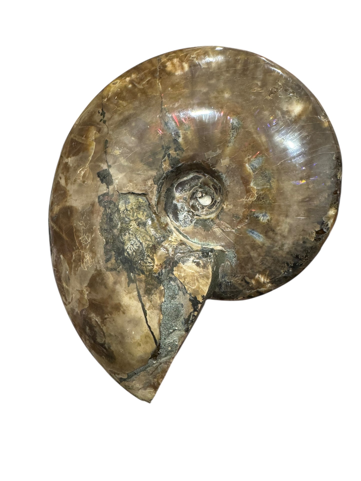Ammonite Fossil (Lg)
