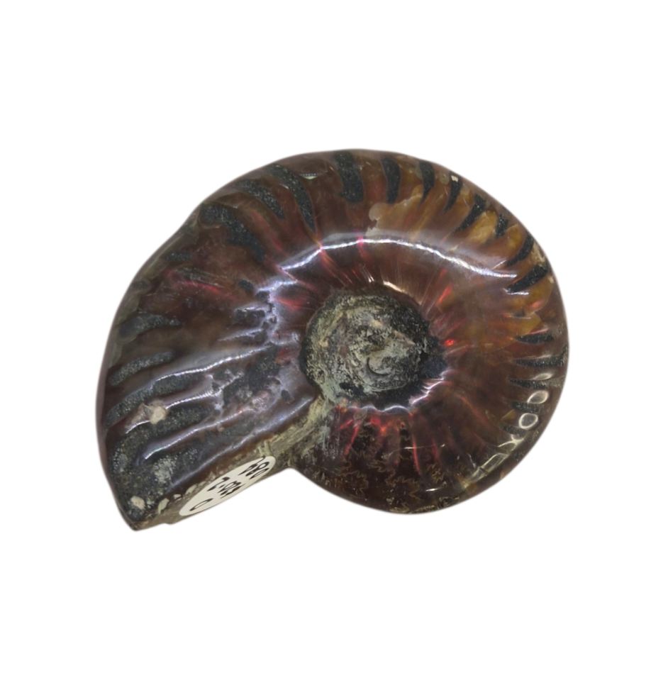 Ammonite Piece #D 084