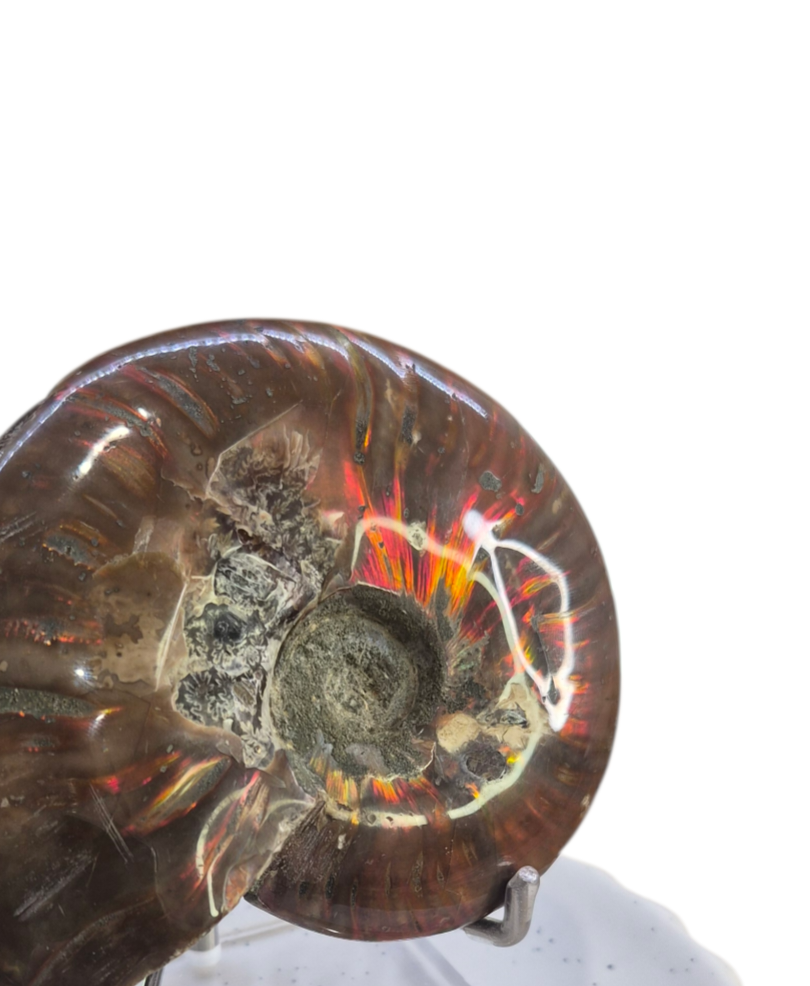 Ammonite Piece #A 372