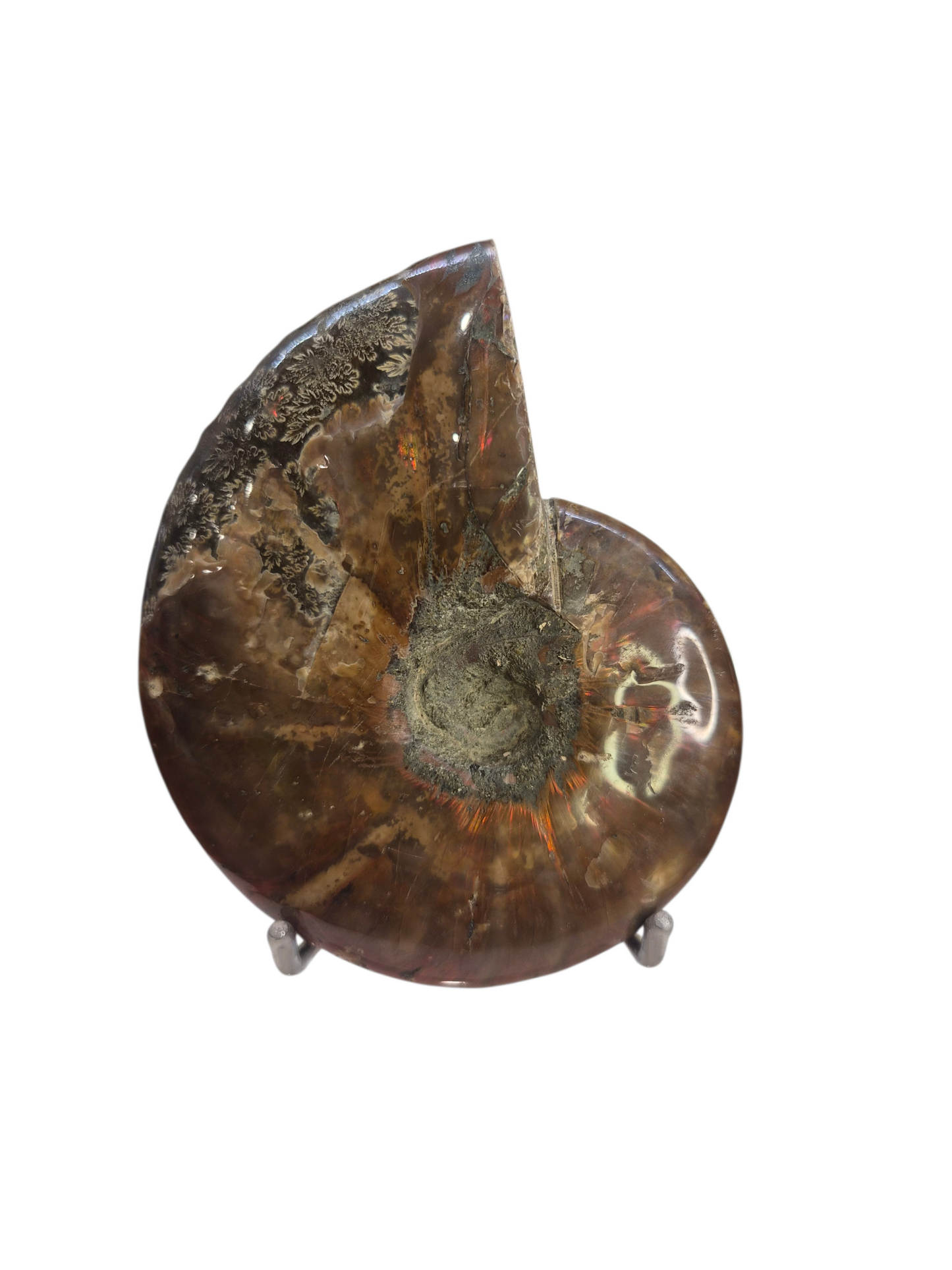 Ammonite Piece #A 372