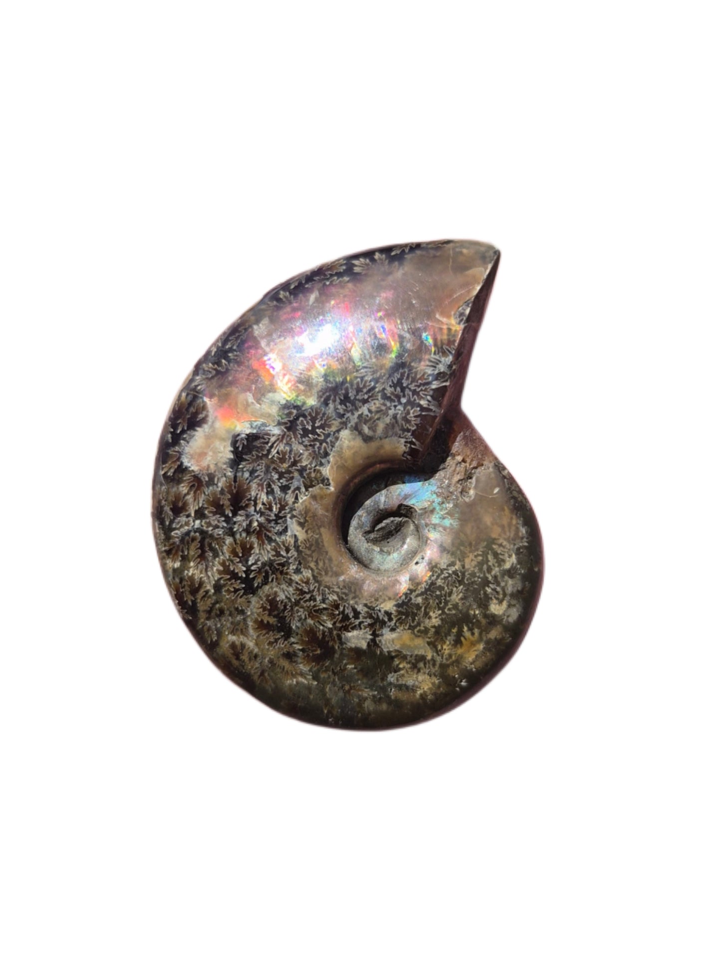 Ammonite Piece #E 33