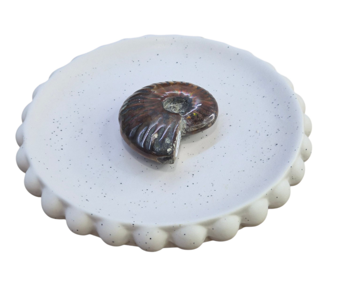 Ammonite Piece #D 084