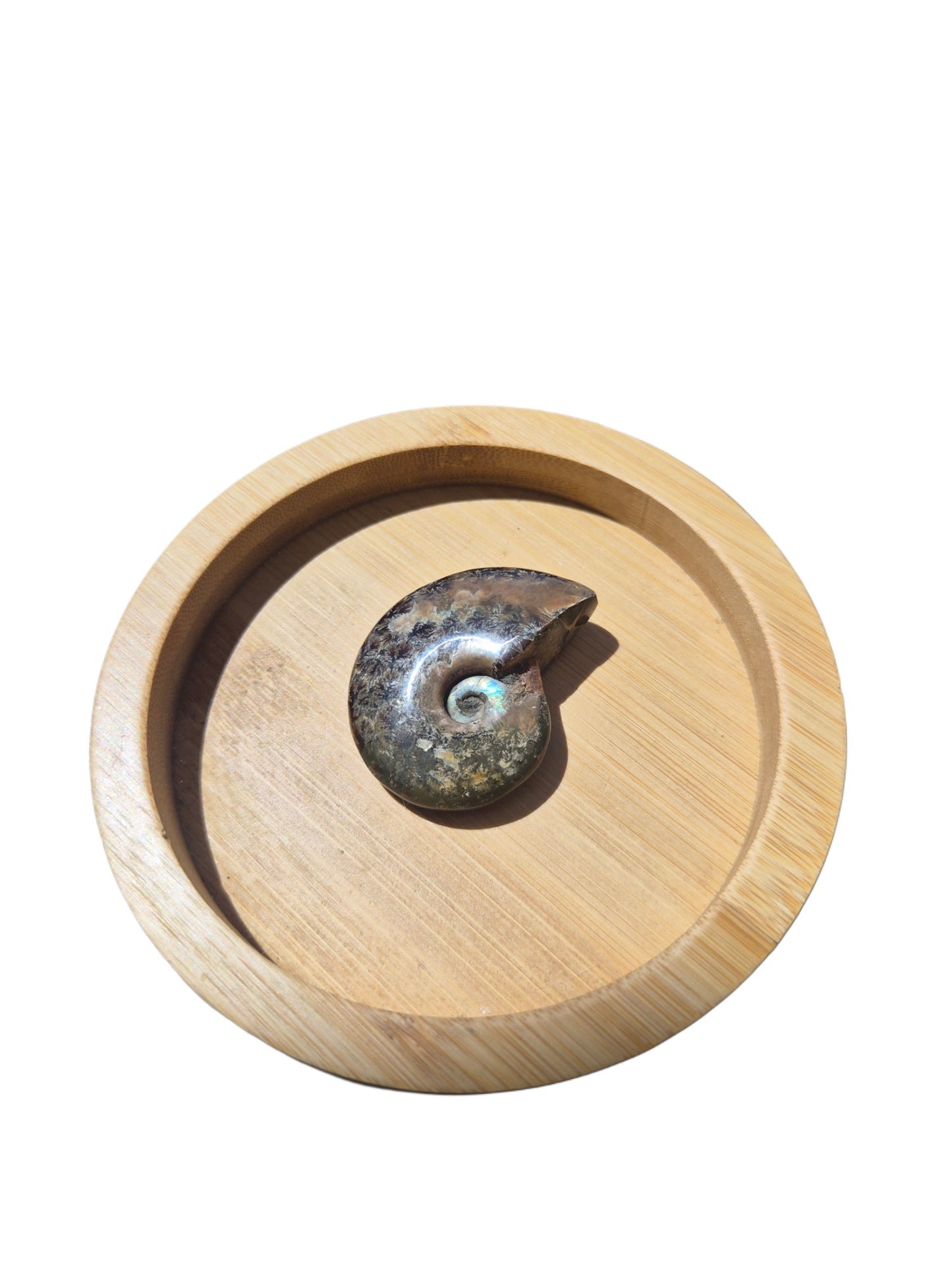 Ammonite Piece #E 33