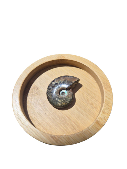 Ammonite Piece #E 33