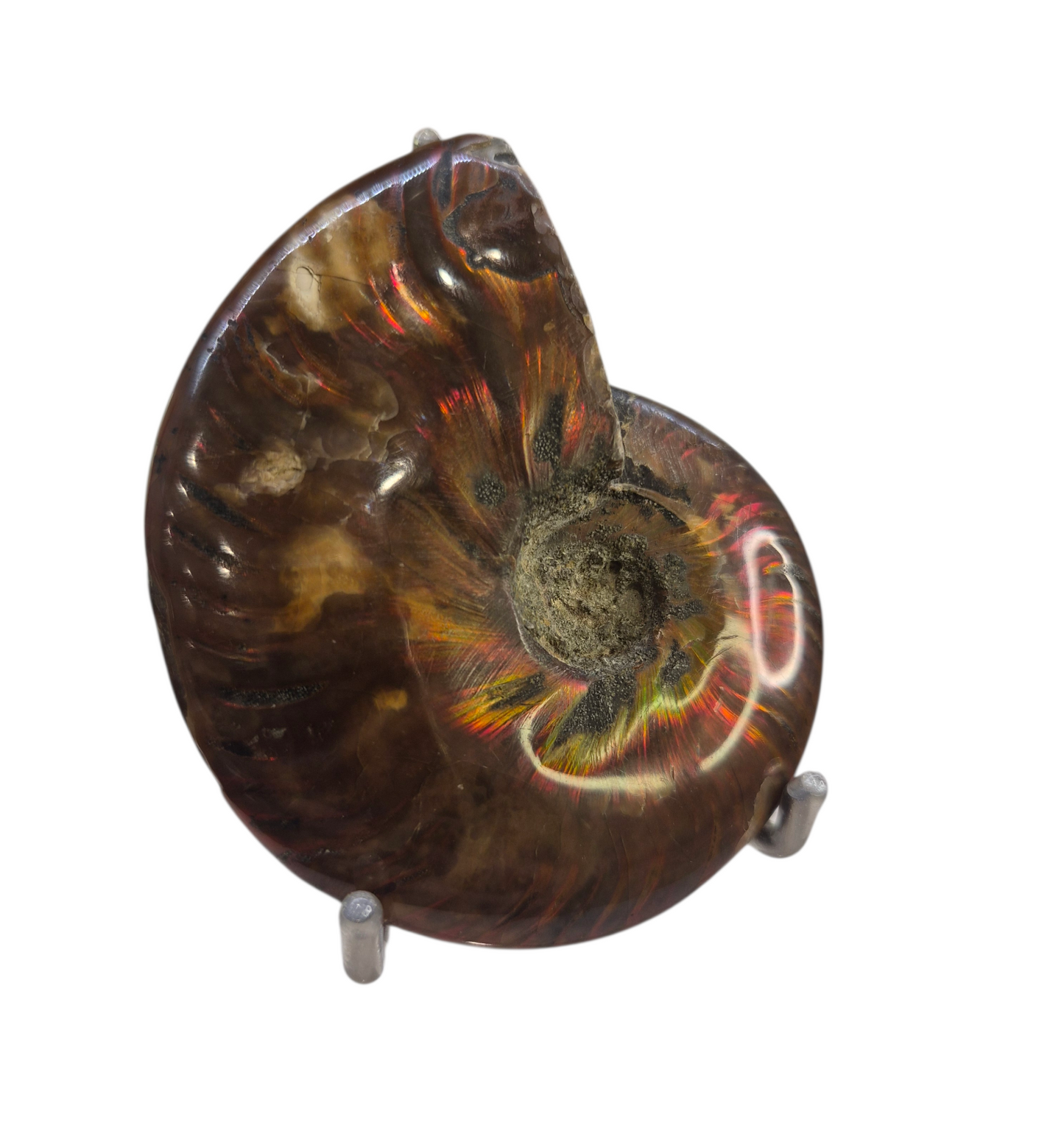 Ammonite Piece #C 168