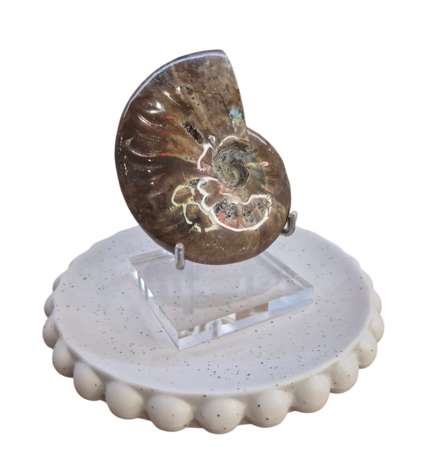 Ammonite Piece #B 240