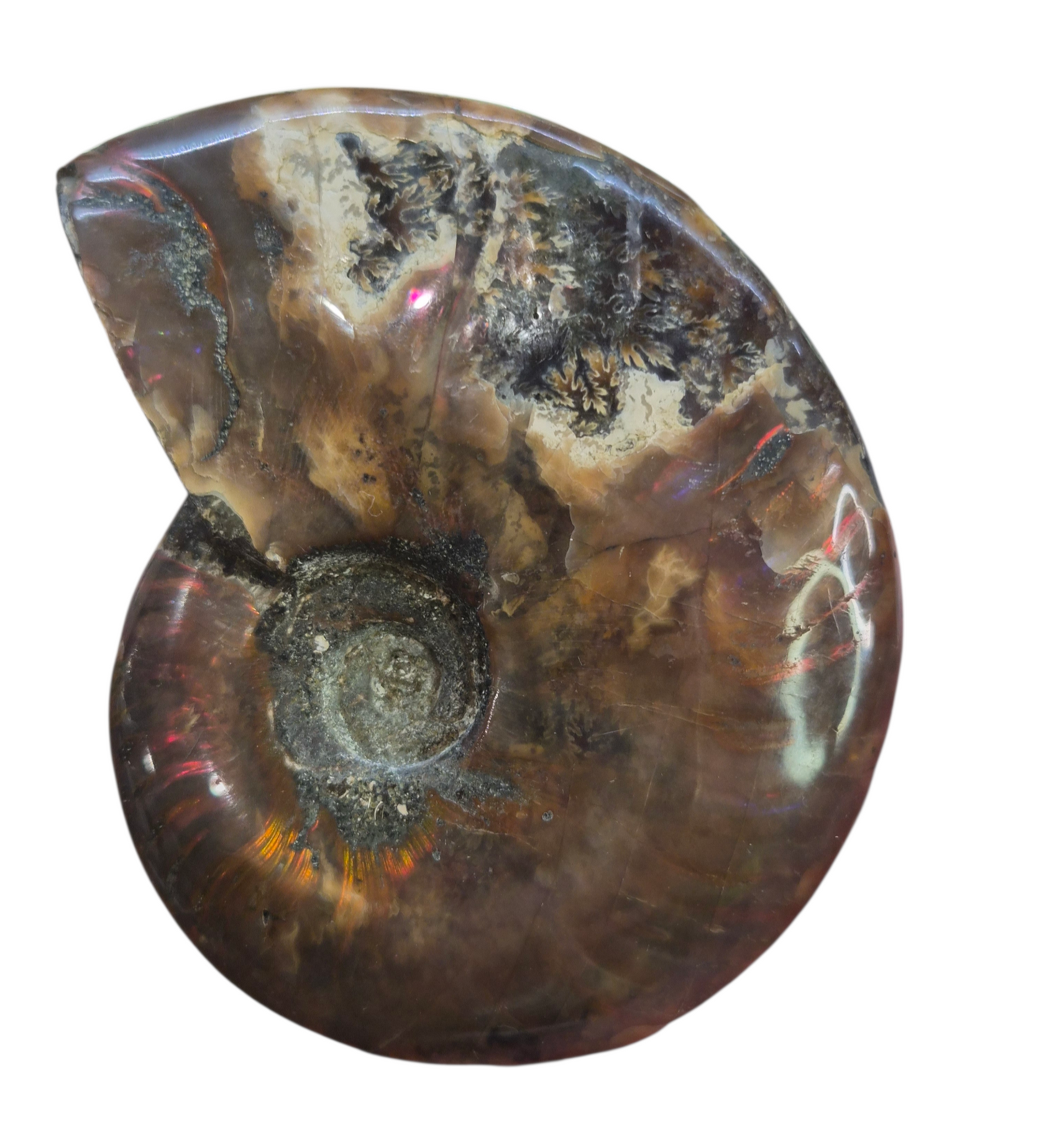 Ammonite Piece #C 168
