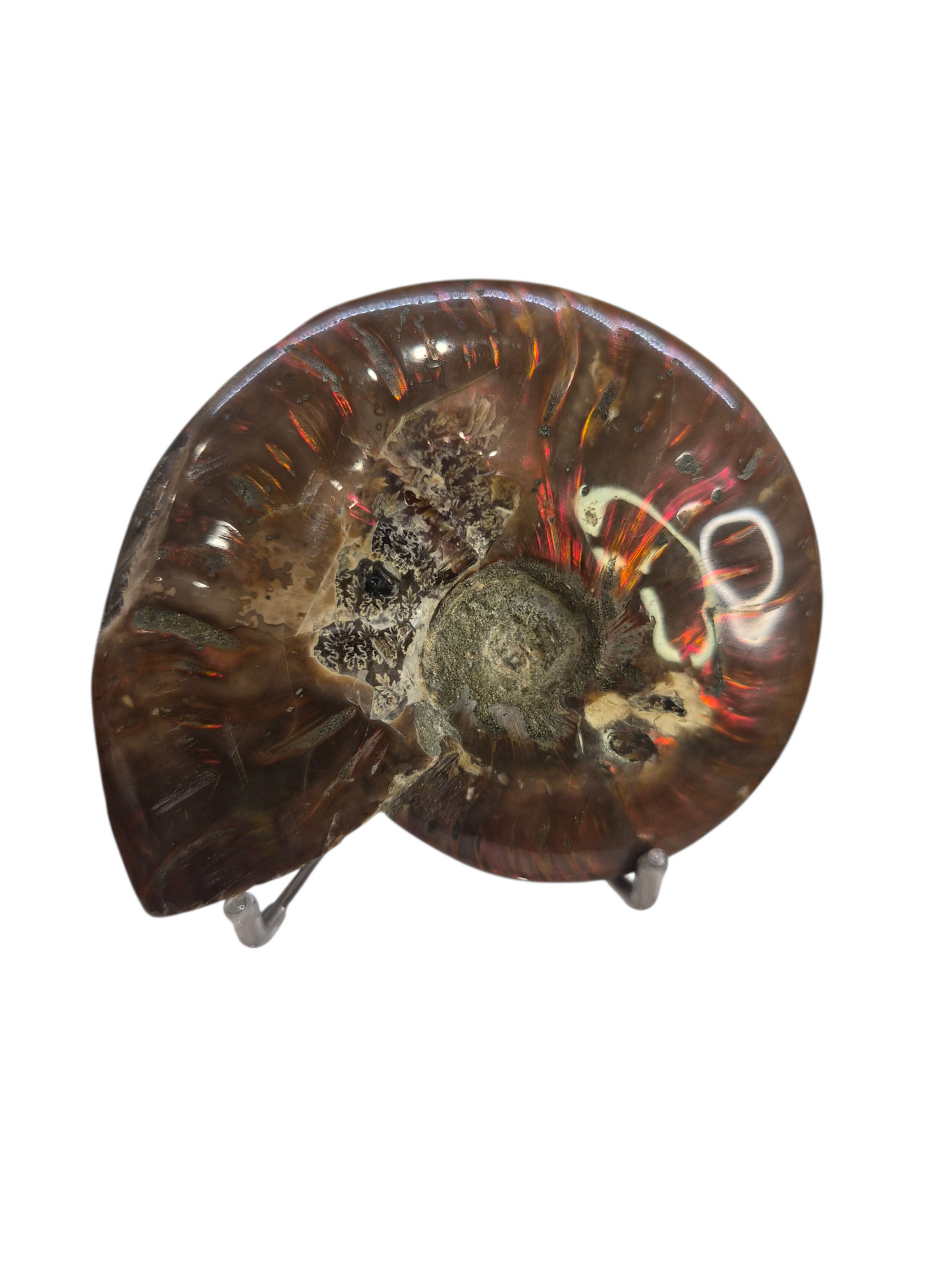 Ammonite Piece #A 372