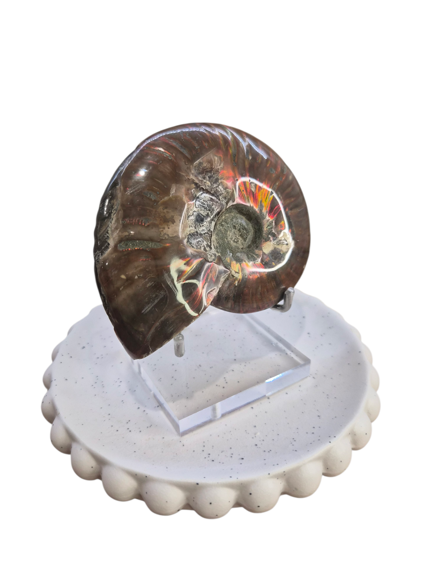 Ammonite Piece #A 372