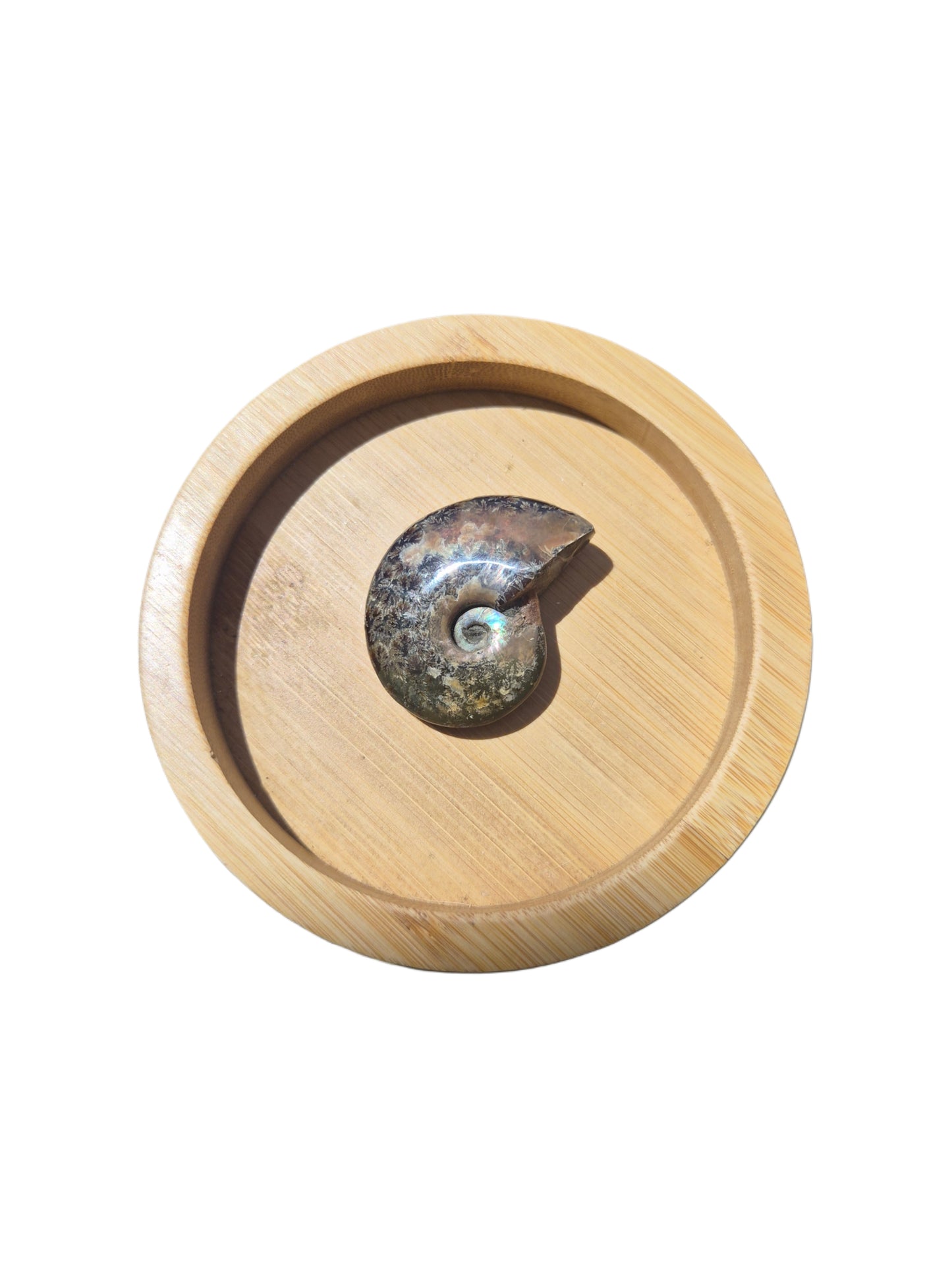 Ammonite Piece #E 33