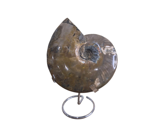 Ammonite Fossil (Lg)