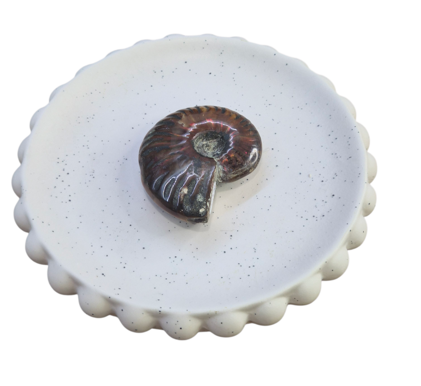 Ammonite Piece #D 084