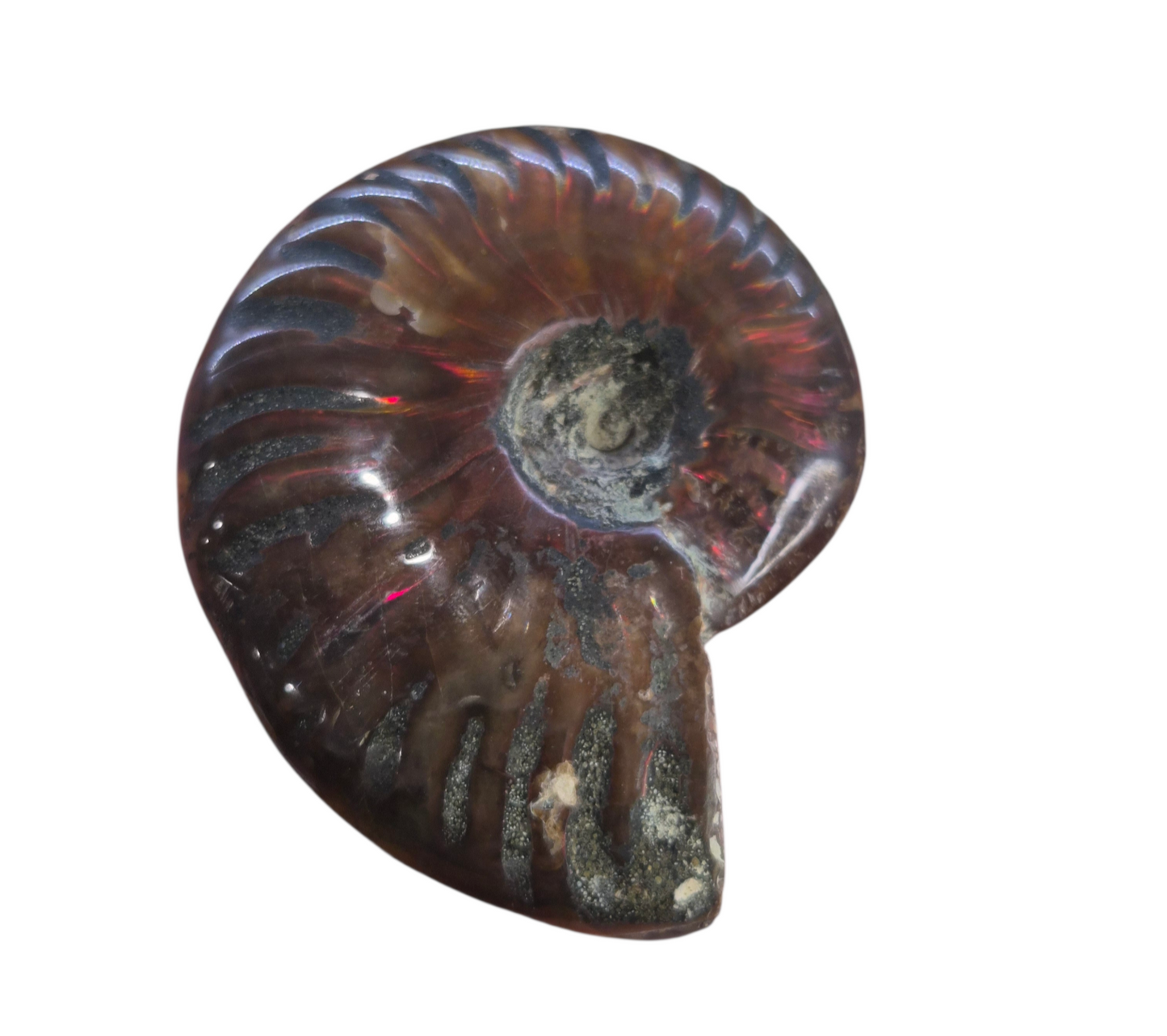 Ammonite Piece #D 084