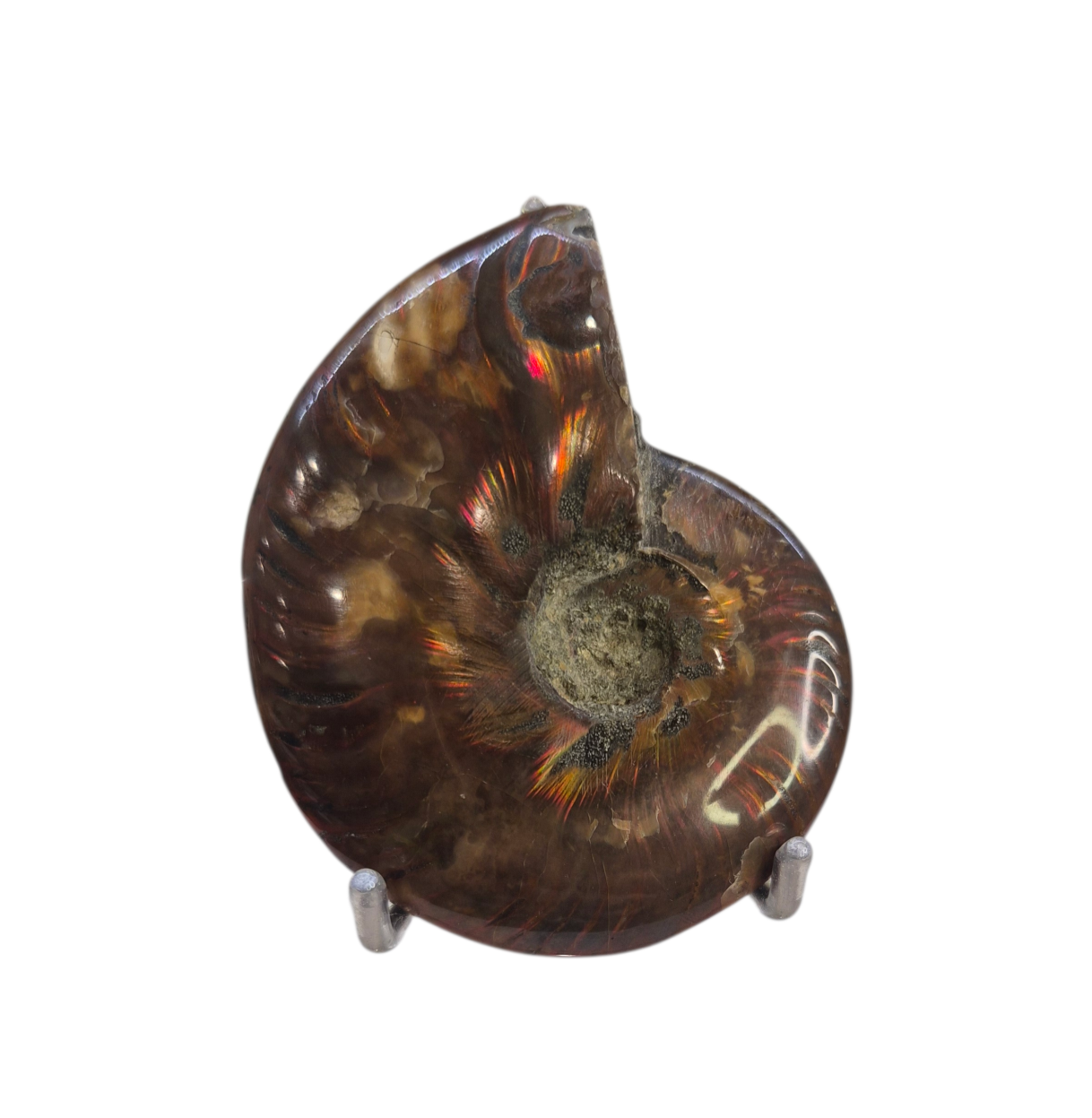 Ammonite Piece #C 168
