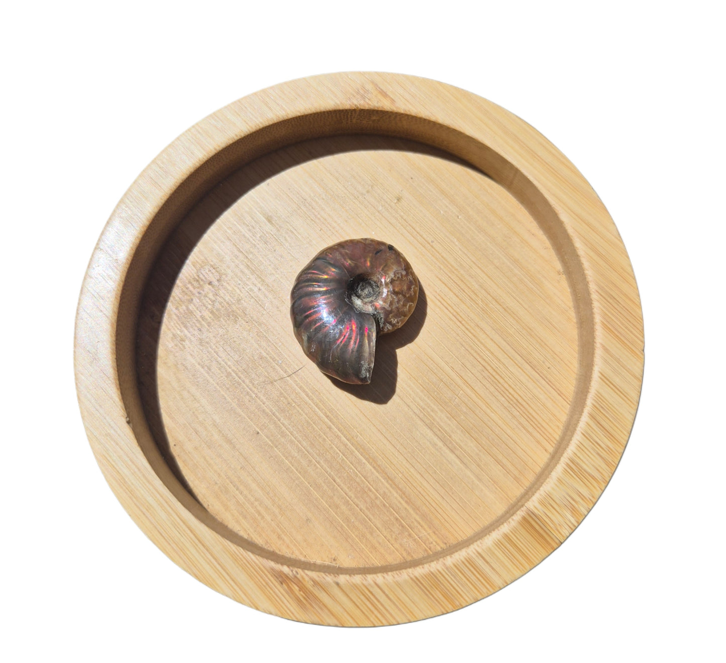 Ammonite Piece #F 31