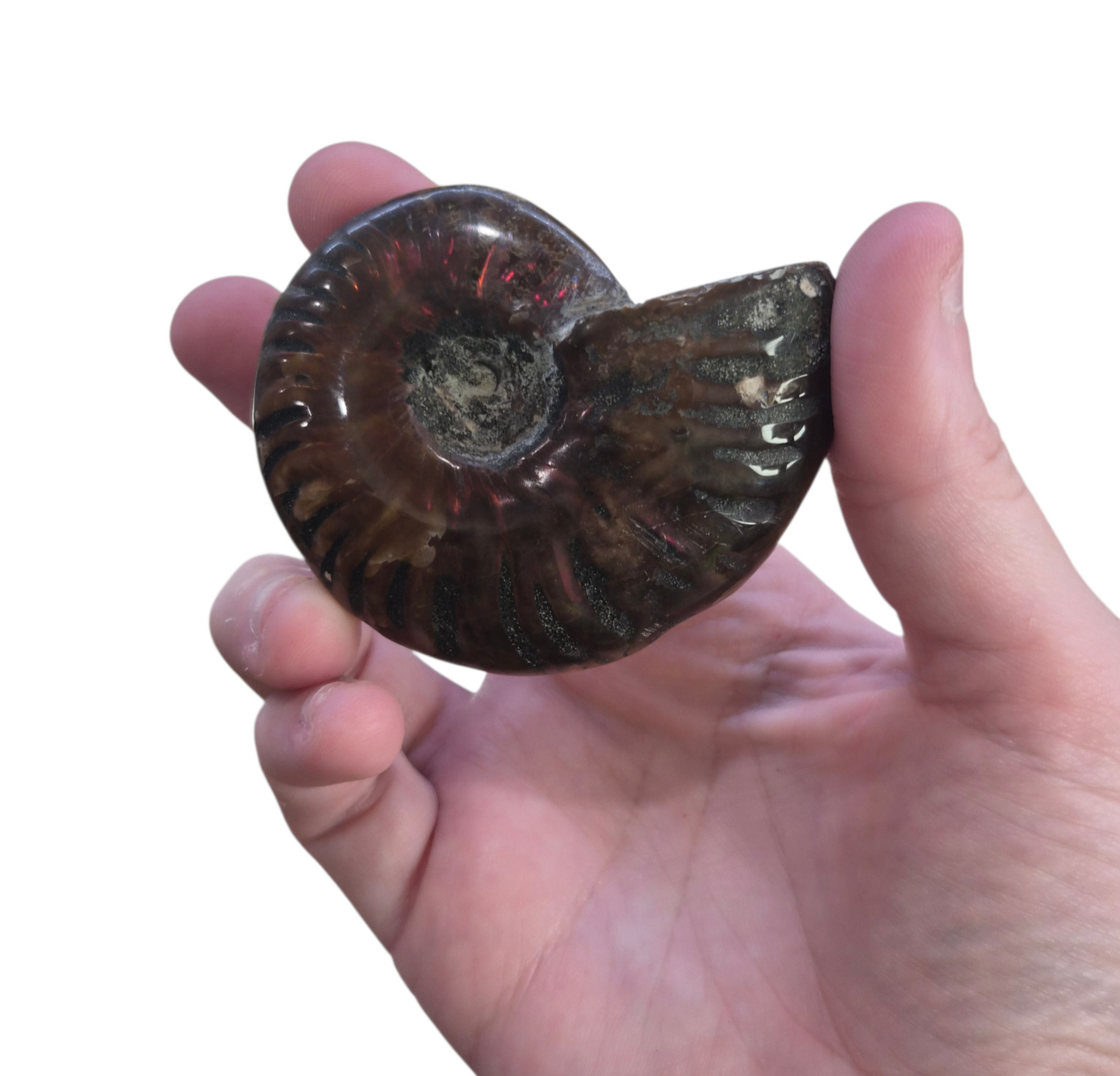Ammonite Piece #D 084