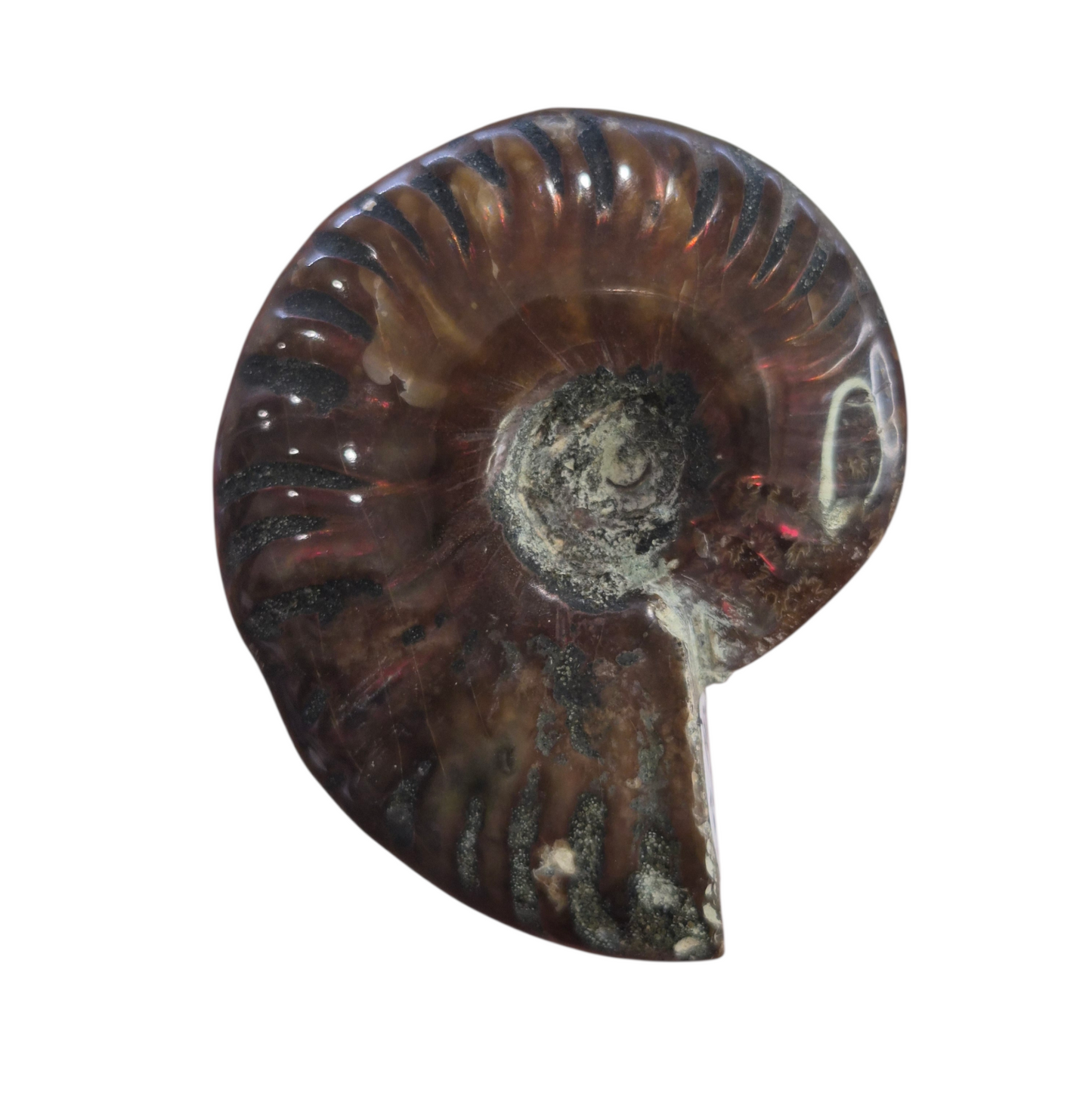 Ammonite Piece #D 084