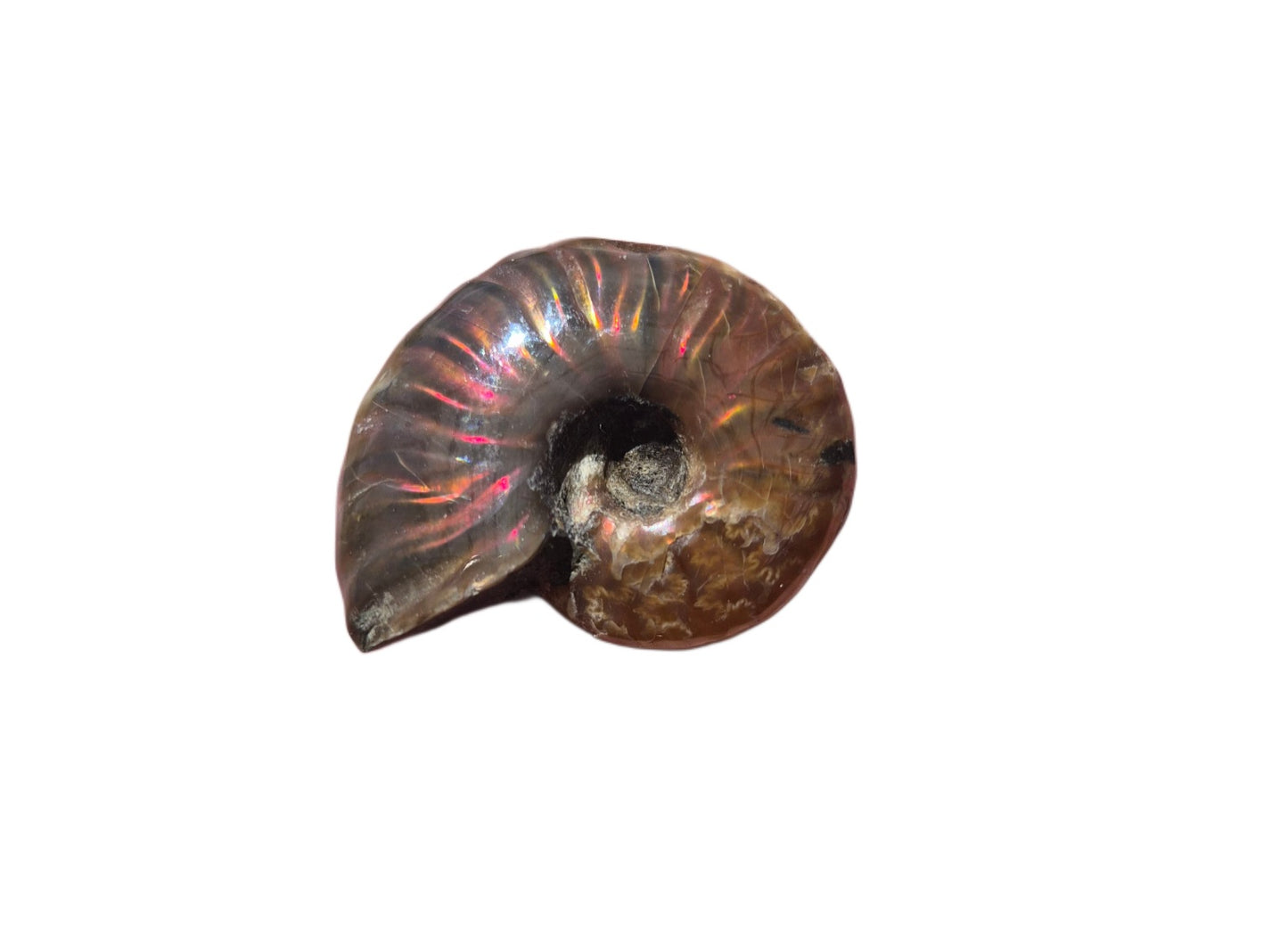 Ammonite Piece #F 31