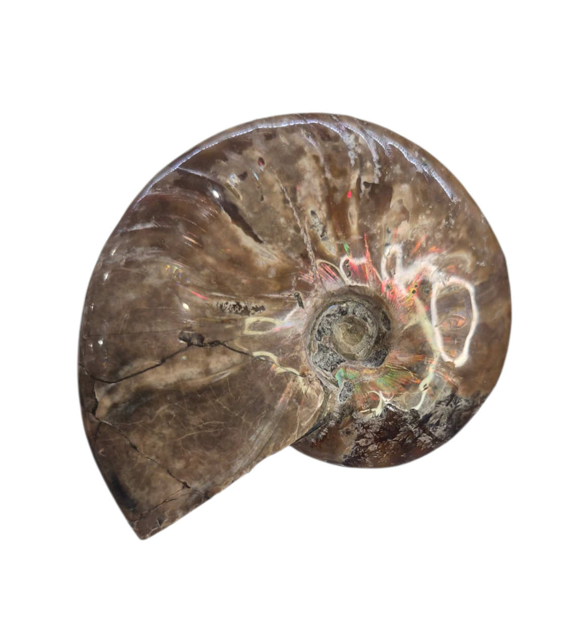 Ammonite Piece #B 240