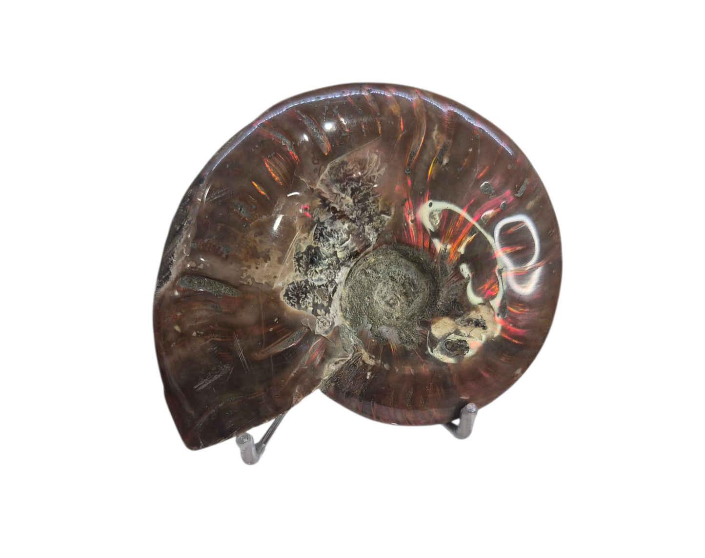 Ammonite Piece #A 372