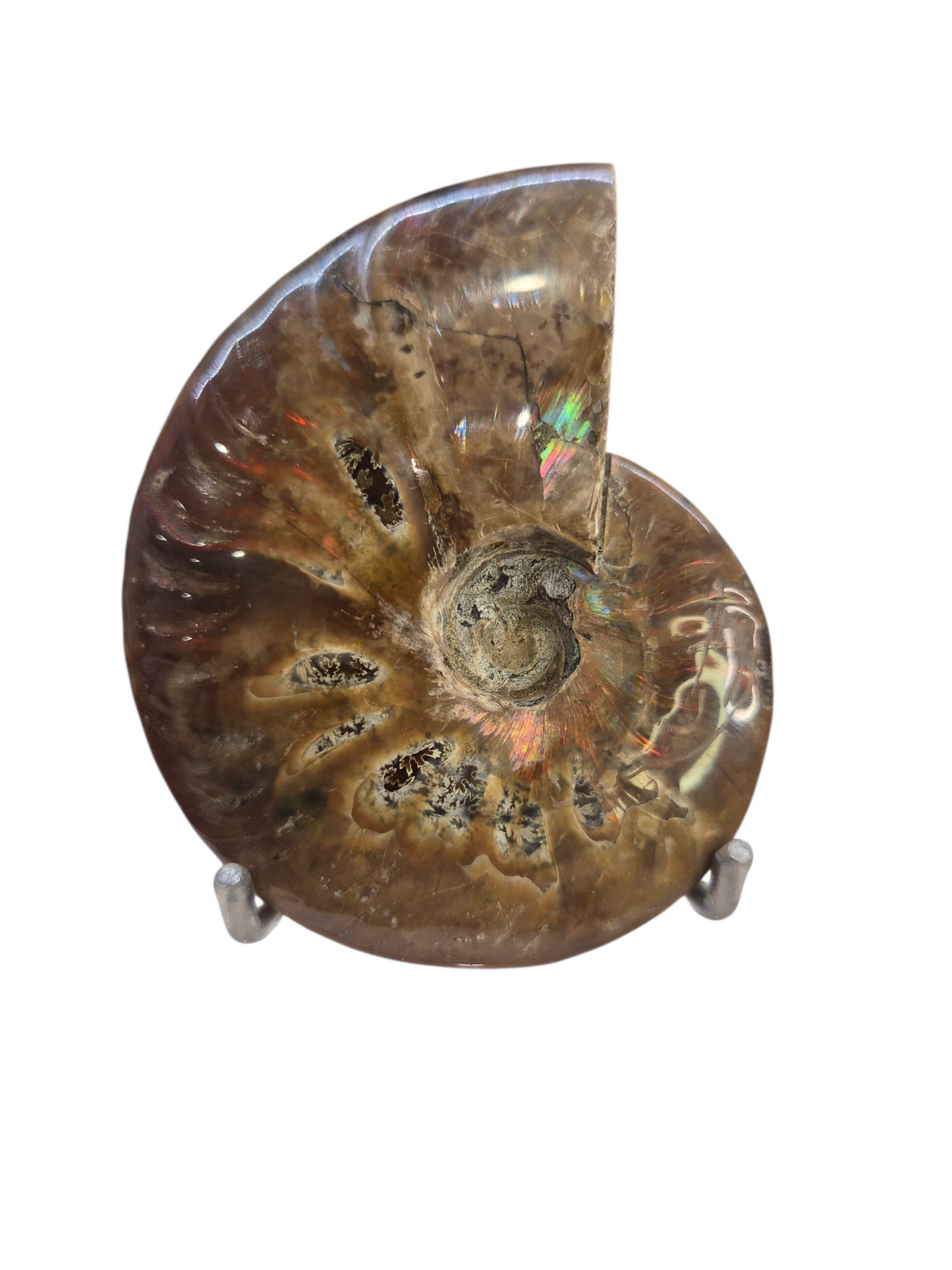 Ammonite Piece #B 240