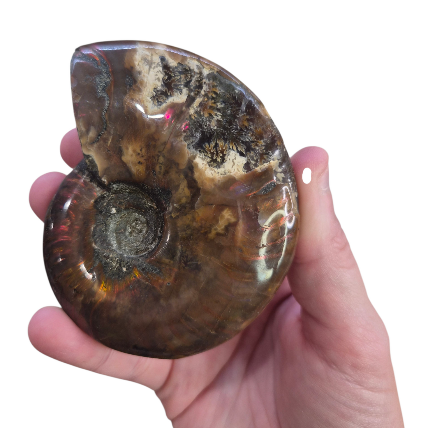 Ammonite Piece #C 168