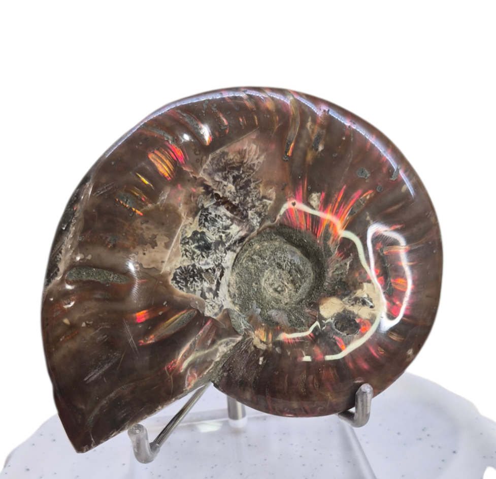 Ammonite Piece #A 372