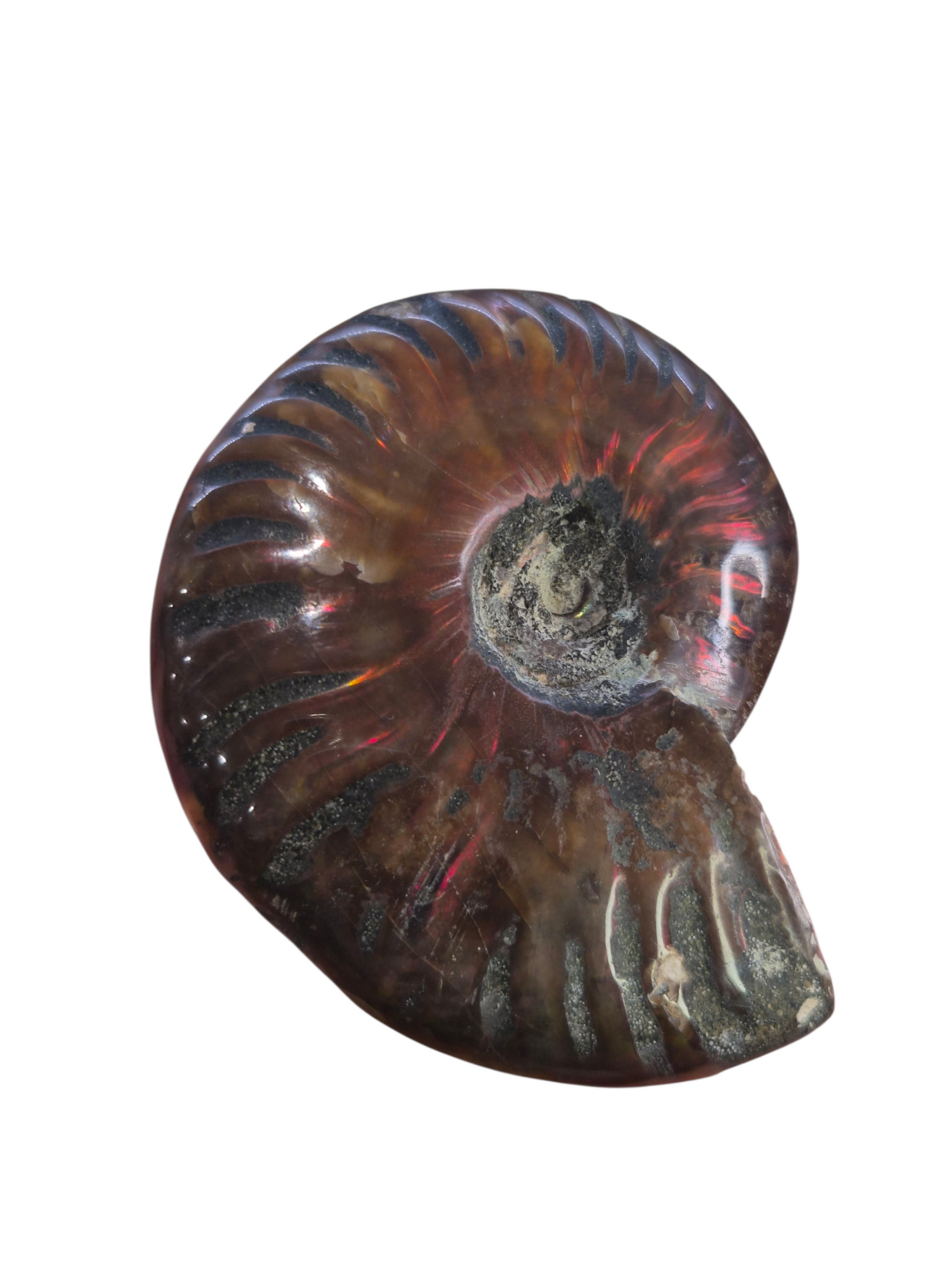 Ammonite Piece #D 084