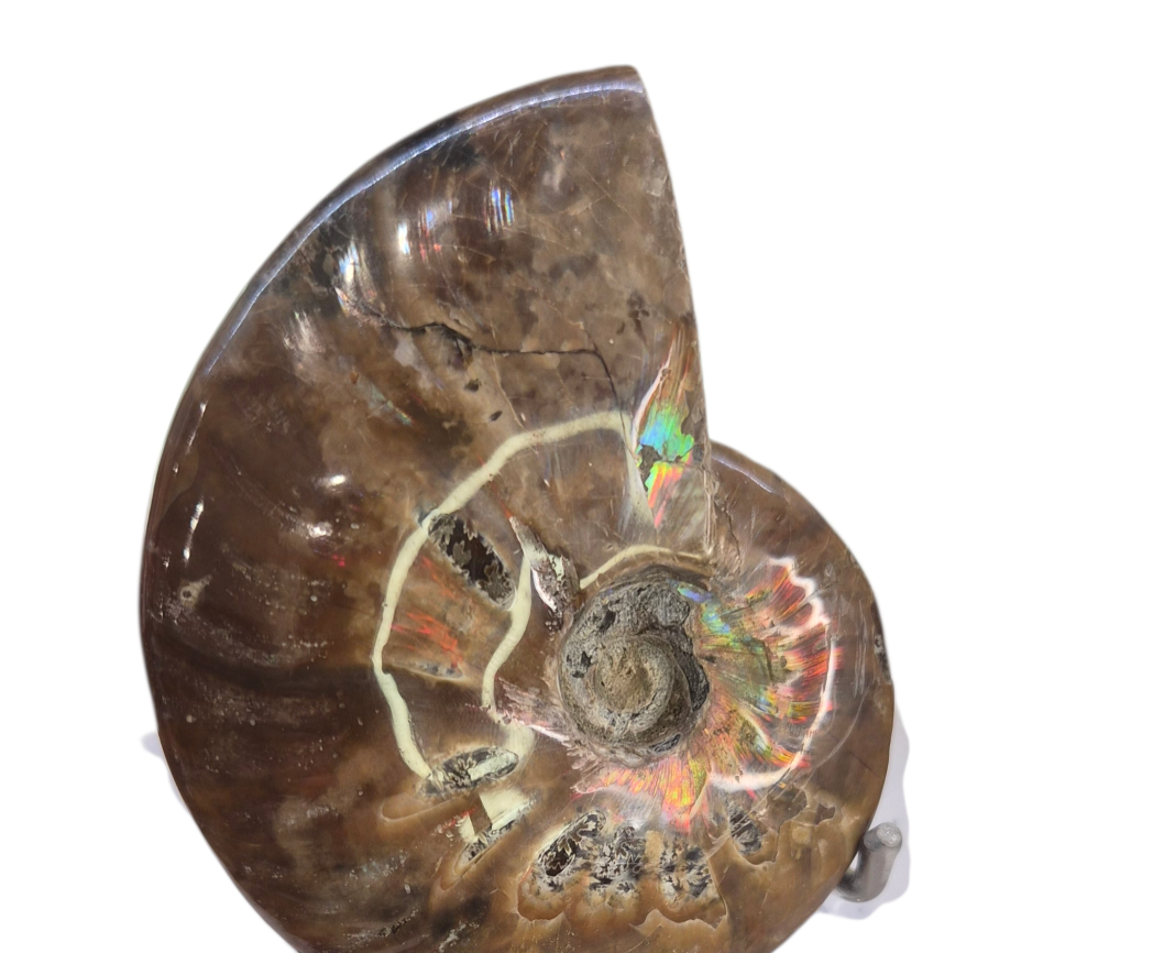 Ammonite Piece #B 240
