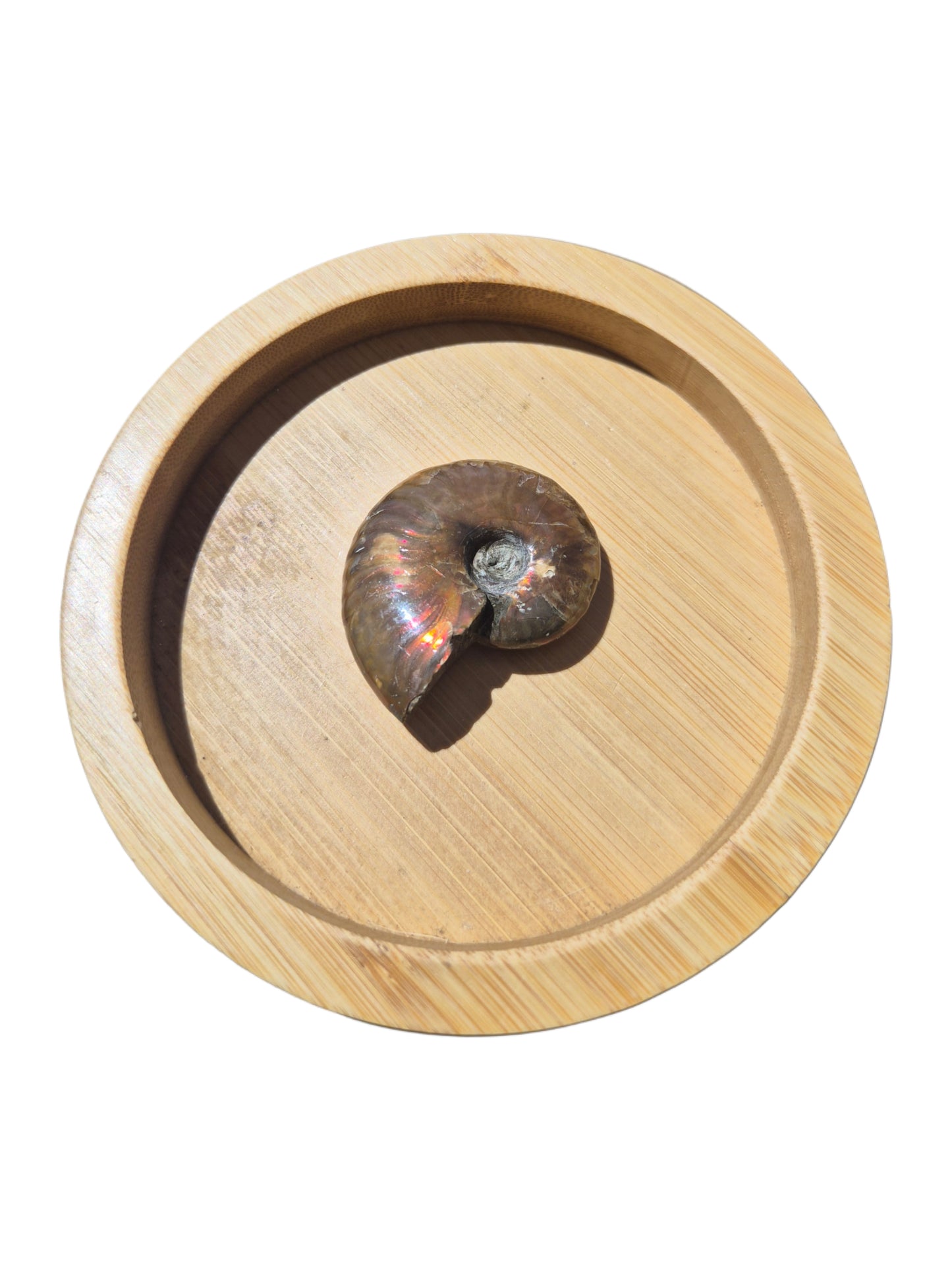 Ammonite Piece #G 15