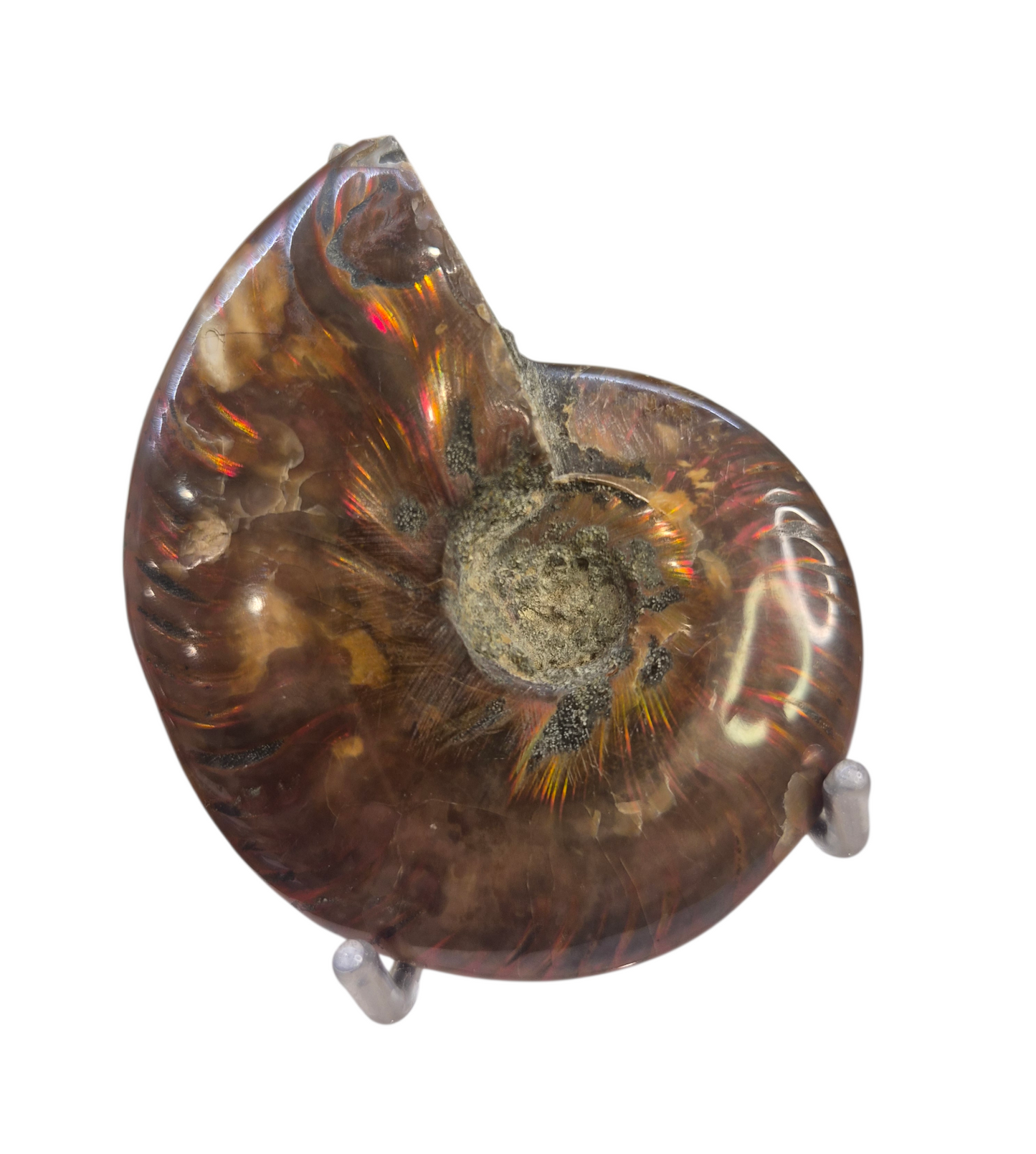 Ammonite Piece #C 168
