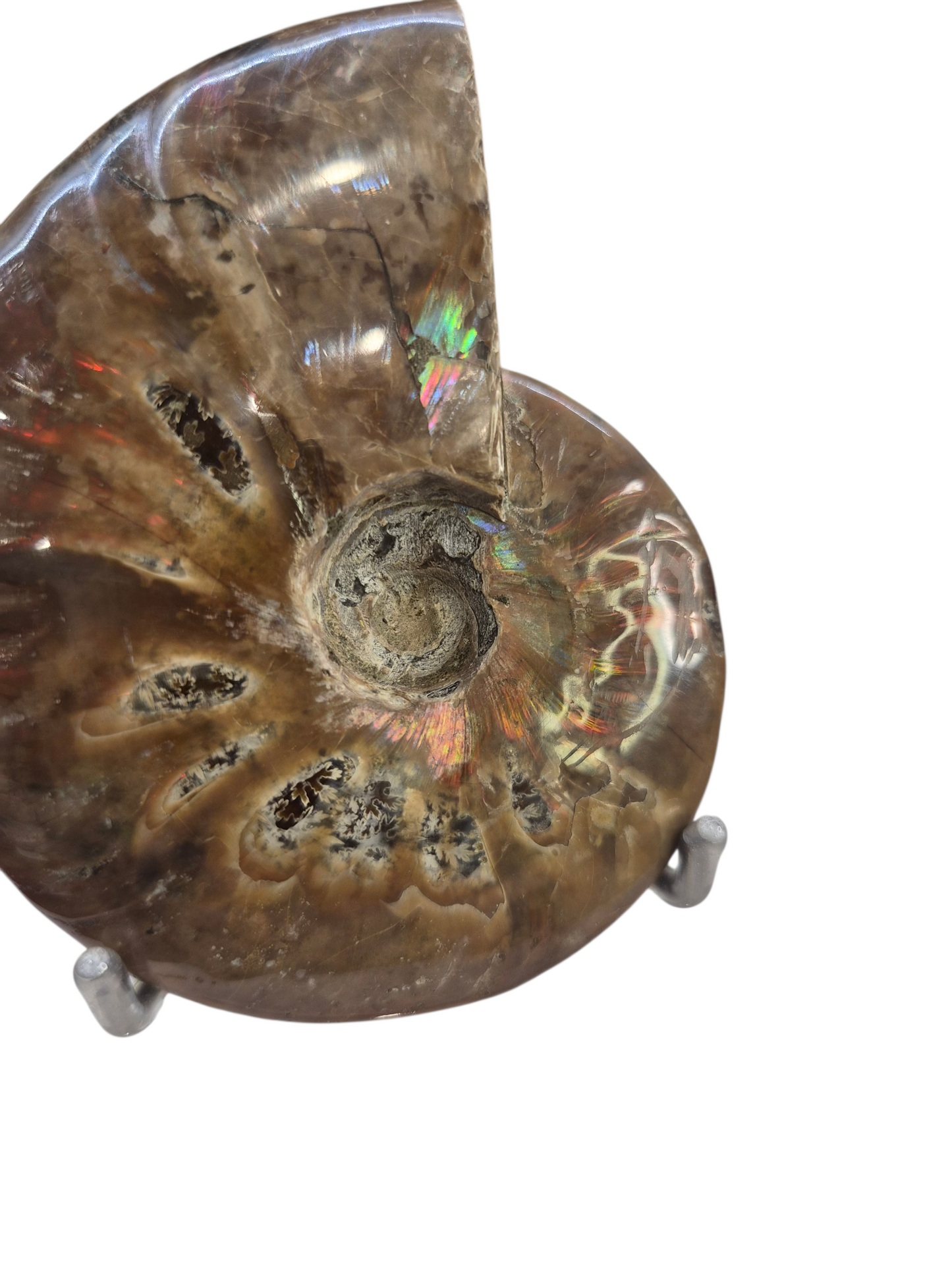Ammonite Piece #B 240